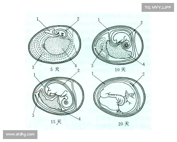 蛋育最强：孵化进化王者之卵