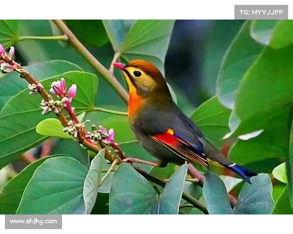 重返鸟类天堂：小鸟情人2攻略指南